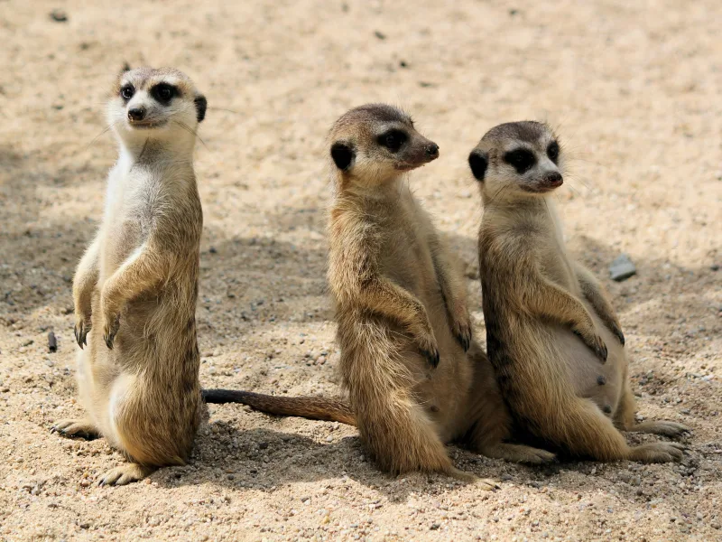 Three meerkats standing alert on sandy ground